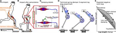 Effective Viscous Damping Enables Morphological Computation in Legged Locomotion